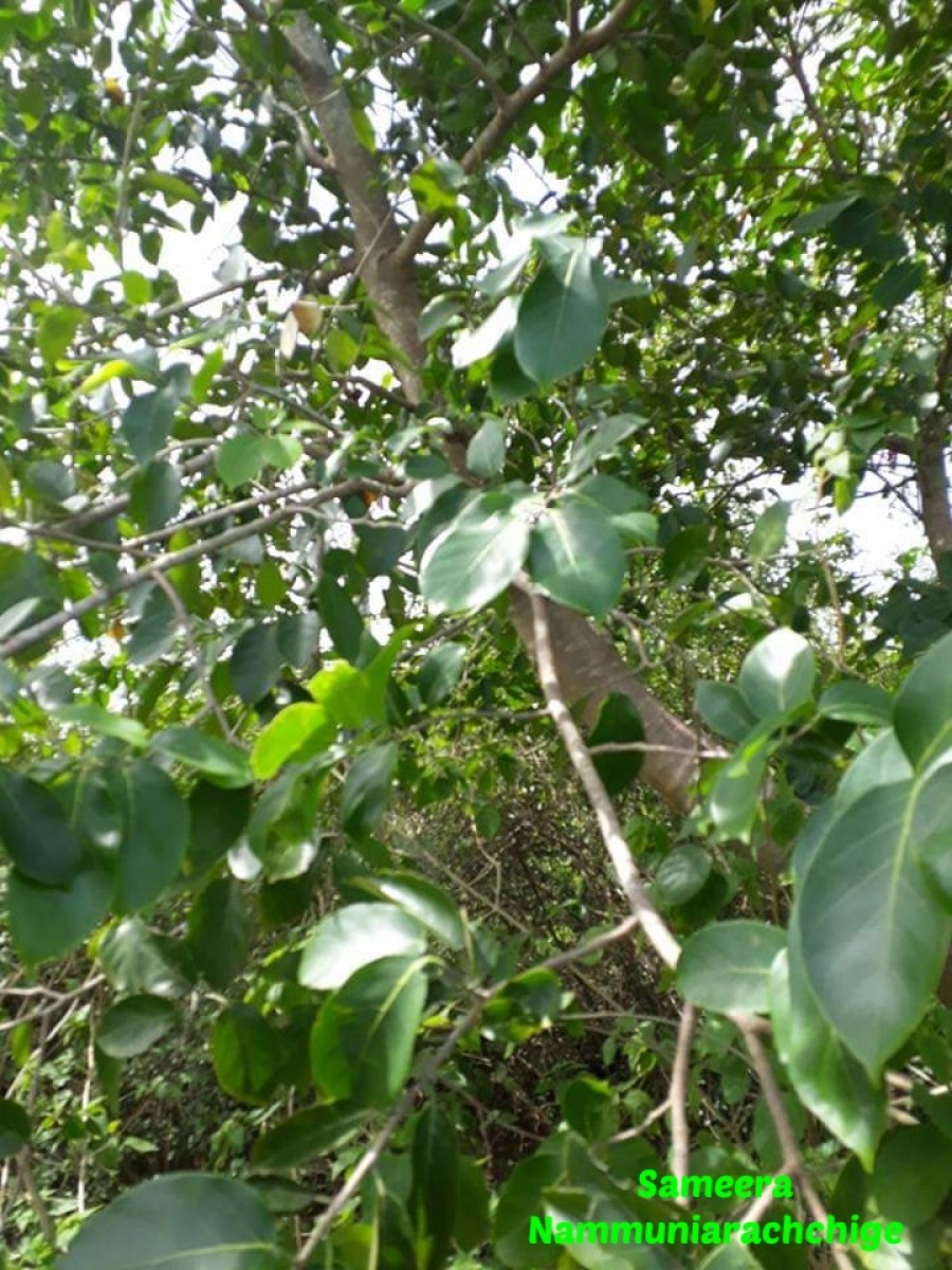 Holoptelea integrifolia (Roxb.) Planch.